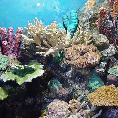 大連成人抖音在线